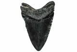 Fossil Megalodon Tooth - South Carolina #300222-1